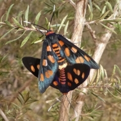 Amata nigriceps (TBC) at Mogendoura, NSW - 21 Sep 2019 by HarveyPerkins