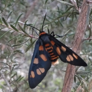 Amata nigriceps at Mogendoura, NSW - 21 Sep 2019