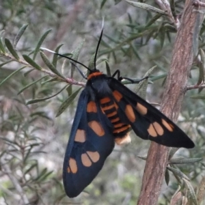 Amata nigriceps at Mogendoura, NSW - 21 Sep 2019 04:18 PM