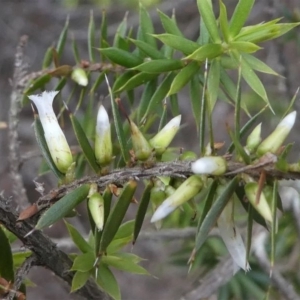 Leucopogon juniperinus at Mogendoura, NSW - 21 Sep 2019