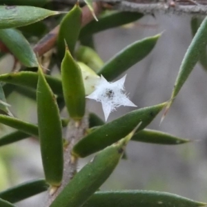 Leucopogon juniperinus at Mogendoura, NSW - 21 Sep 2019