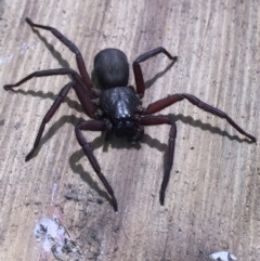 Hemicloea sp. at Tathra, NSW - 2 Oct 2019 by SteveMills