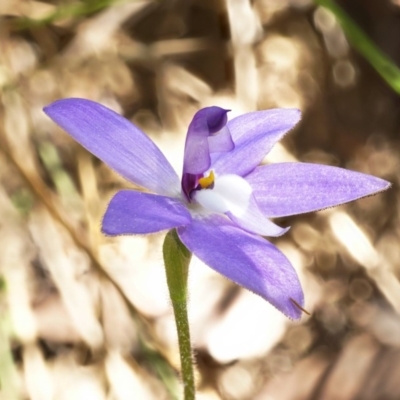 Glossodia major (Wax Lip Orchid) at Acton, ACT - 3 Oct 2019 by shoko