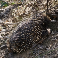 Tachyglossus aculeatus (Short-beaked Echidna) at Black Mountain - 3 Oct 2019 by shoko