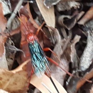 Lissopimpla excelsa at Isaacs, ACT - 27 Sep 2019 04:05 PM