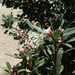 Belenois java (Caper White) at Isaacs, ACT - 1 Oct 2019 by Mike