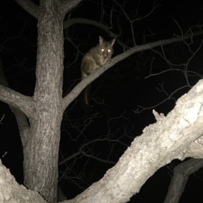 Trichosurus vulpecula (Common Brushtail Possum) at Hughes, ACT - 3 Oct 2019 by KL