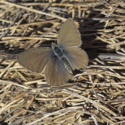 Zizina otis (Common Grass-Blue) at The Pinnacle - 1 Oct 2019 by AlisonMilton