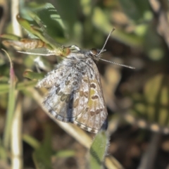 Lucia limbaria (Chequered Copper) at The Pinnacle - 1 Oct 2019 by AlisonMilton