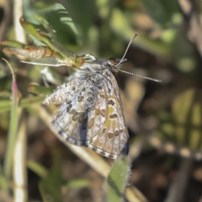 Lucia limbaria (Chequered Copper) at The Pinnacle - 1 Oct 2019 by AlisonMilton