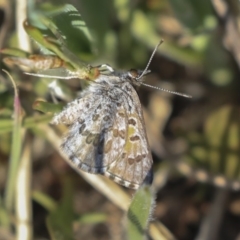 Lucia limbaria (Chequered Copper) at Hawker, ACT - 1 Oct 2019 by AlisonMilton