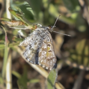 Lucia limbaria at Hawker, ACT - 1 Oct 2019