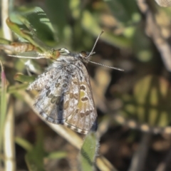 Lucia limbaria at Hawker, ACT - 1 Oct 2019 03:49 PM