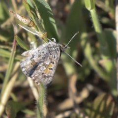 Lucia limbaria at Hawker, ACT - 1 Oct 2019 03:49 PM