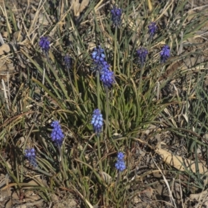 Muscari armeniacum at Hawker, ACT - 1 Oct 2019