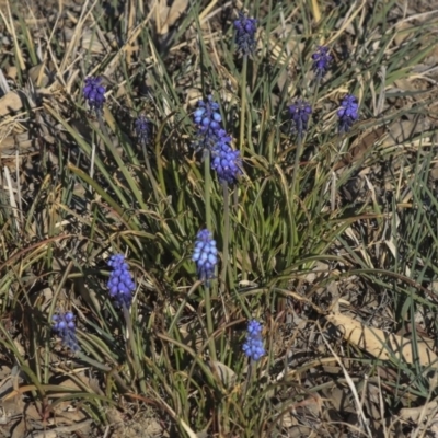 Muscari armeniacum (Grape Hyacinth) at The Pinnacle - 1 Oct 2019 by AlisonMilton