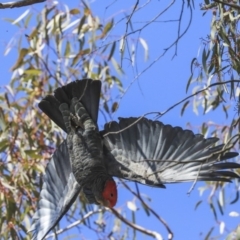 Callocephalon fimbriatum (Gang-gang Cockatoo) at The Pinnacle - 1 Oct 2019 by Alison Milton