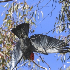 Callocephalon fimbriatum at Hawker, ACT - suppressed