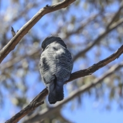 Callocephalon fimbriatum at Hawker, ACT - 1 Oct 2019