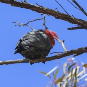 Callocephalon fimbriatum at Hawker, ACT - suppressed