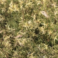 Clematis leptophylla (Small-leaf Clematis, Old Man's Beard) at Hawker, ACT - 1 Oct 2019 by AlisonMilton