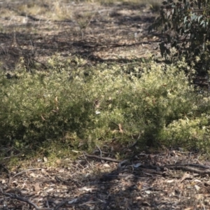 Clematis leptophylla at Hawker, ACT - 1 Oct 2019 11:37 AM