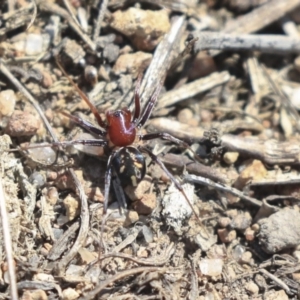 Habronestes bradleyi at Dunlop, ACT - 1 Oct 2019 01:37 PM