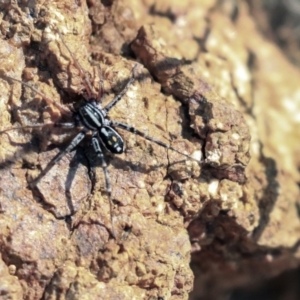 Nyssus coloripes at Dunlop, ACT - 1 Oct 2019 02:41 PM