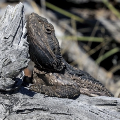 Pogona barbata (Eastern Bearded Dragon) at The Pinnacle - 1 Oct 2019 by AlisonMilton