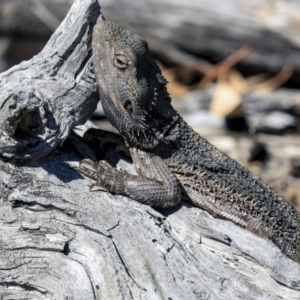 Pogona barbata at Hawker, ACT - suppressed