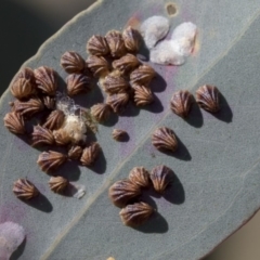 Spondyliaspis plicatuloides (Shell Lerps) at The Pinnacle - 1 Oct 2019 by AlisonMilton