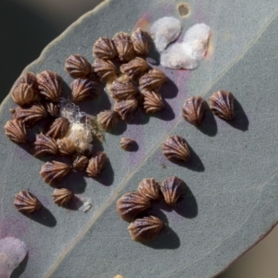 Spondyliaspis plicatuloides (Shell Lerps) at The Pinnacle - 1 Oct 2019 by AlisonMilton