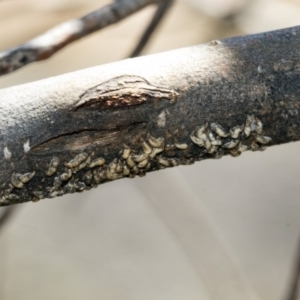 Lepidosaphes sp. (genus) at Hawker, ACT - 1 Oct 2019