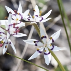 Wurmbea dioica subsp. dioica at Dunlop, ACT - 1 Oct 2019