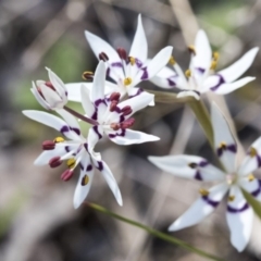 Wurmbea dioica subsp. dioica at Dunlop, ACT - 1 Oct 2019