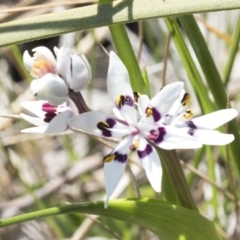 Wurmbea dioica subsp. dioica at Dunlop, ACT - 1 Oct 2019