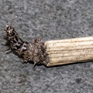 Lepidoscia arctiella at Dunlop, ACT - 1 Oct 2019