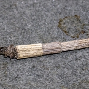 Lepidoscia arctiella at Dunlop, ACT - 1 Oct 2019