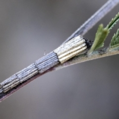 Lepidoscia arctiella at Dunlop, ACT - 1 Oct 2019