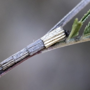 Lepidoscia arctiella at Dunlop, ACT - 1 Oct 2019