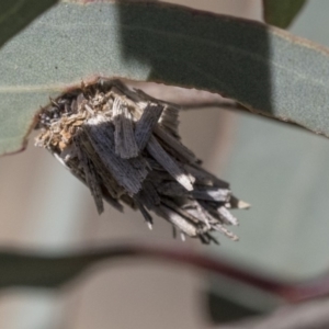 Psychidae (family) IMMATURE at Dunlop, ACT - 1 Oct 2019 01:14 PM