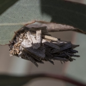 Psychidae (family) IMMATURE at Dunlop, ACT - 1 Oct 2019 01:14 PM