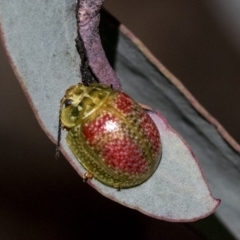 Paropsisterna fastidiosa (Eucalyptus leaf beetle) at Dunlop, ACT - 1 Oct 2019 by AlisonMilton
