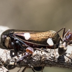 Eurymela distincta (Gumtree leafhopper) at Hawker, ACT - 1 Oct 2019 by AlisonMilton