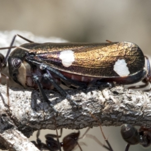 Eurymela distincta at Hawker, ACT - 1 Oct 2019