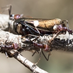 Eurymela distincta at Hawker, ACT - 1 Oct 2019