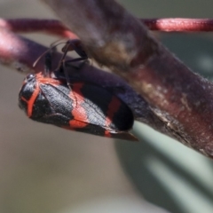 Eurymelops rubrovittata (Red-lined Leaf Hopper) at Hawker, ACT - 1 Oct 2019 by AlisonMilton
