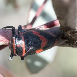 Eurymelops rubrovittata at Hawker, ACT - 1 Oct 2019 11:55 AM