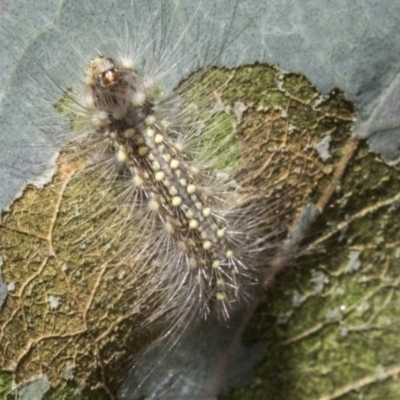 Uraba lugens (Gumleaf Skeletonizer) at Dunlop, ACT - 1 Oct 2019 by AlisonMilton