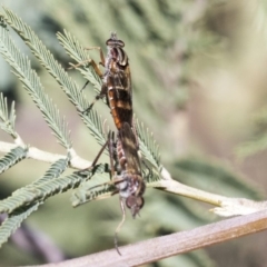 Therevidae (family) (Unidentified stiletto fly) at The Pinnacle - 1 Oct 2019 by AlisonMilton